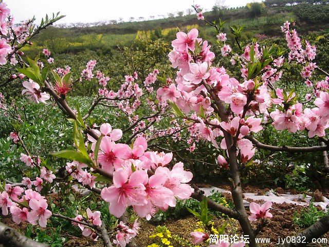 PIC_0033a.jpg