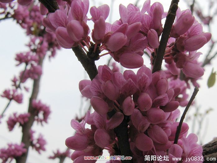 夜晚香