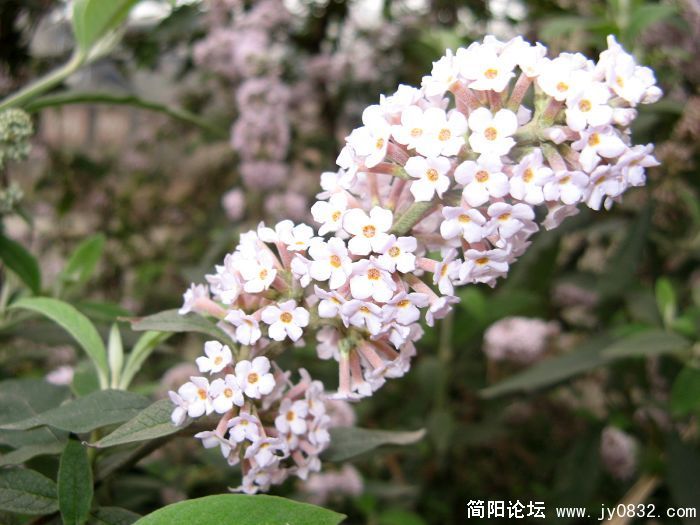 山野小花