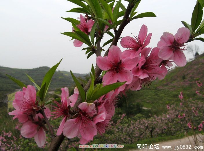 桃花