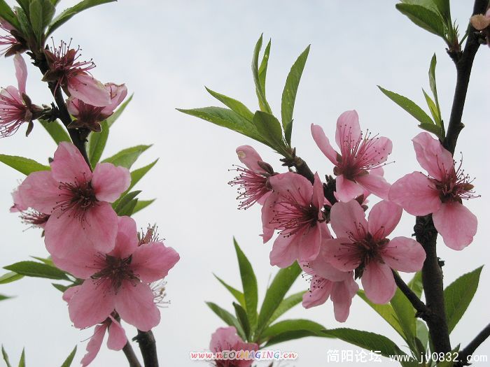 桃花