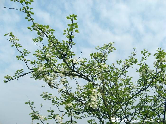 梨花