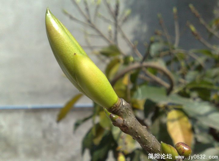 20080326641.jpg