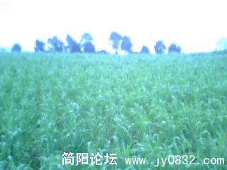IMG0074A.jpg
