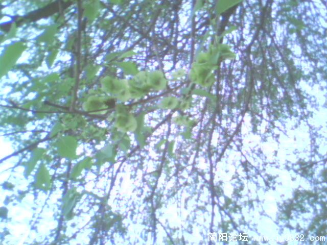 IMG0058A.jpg
