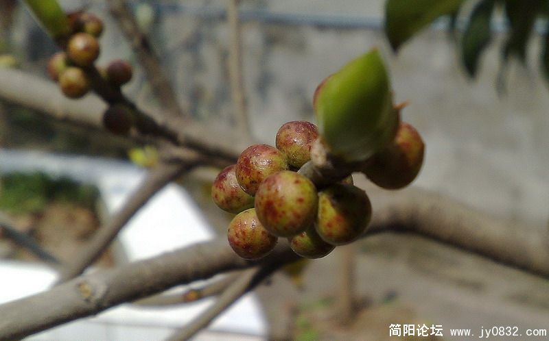 20080326642.jpg