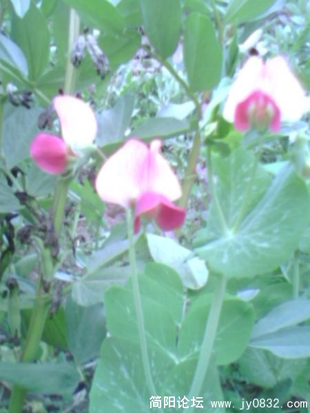 IMG0055A.jpg