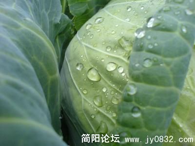 20080325_0a03d420a9279bb6ef7de8ML59z0TLqx.jpg