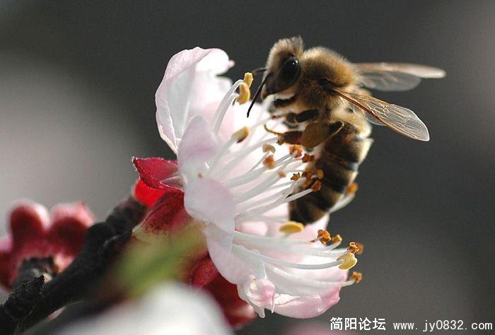 蜜蜂翁翁叫02.jpg