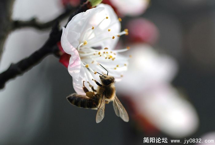蜜蜂翁翁叫06.jpg