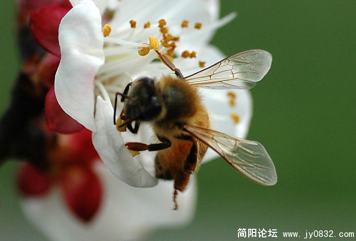 蜜蜂翁翁叫05.jpg