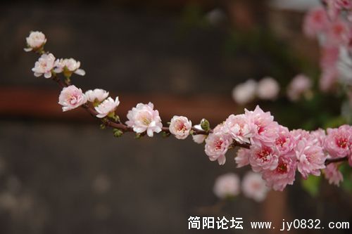 DSC_8799.JPG