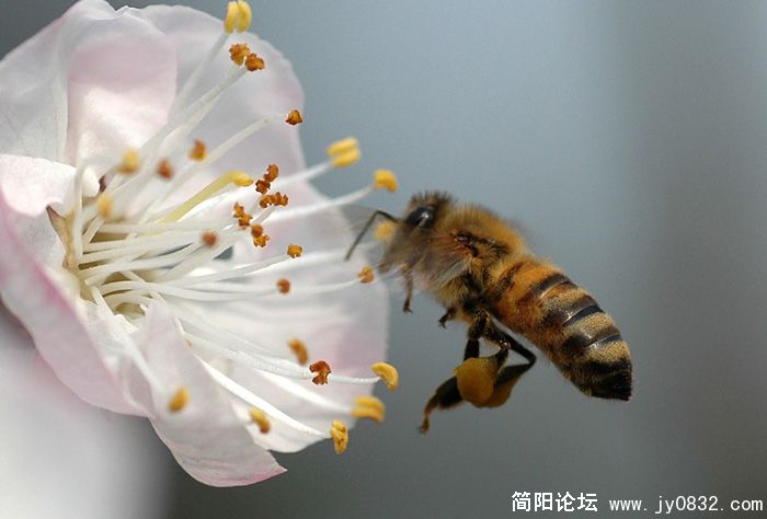 蜜蜂嗡翁叫01.jpg