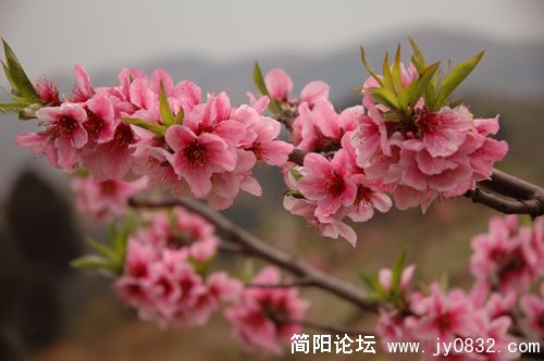DSC_8784.JPG