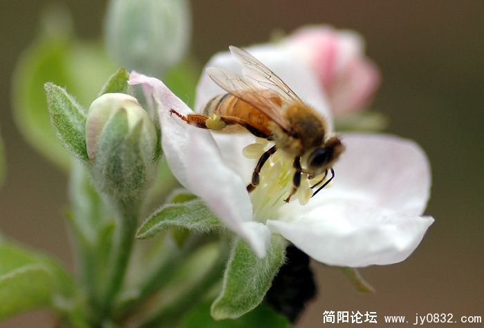 蜜蜂翁翁叫10pg.jpg