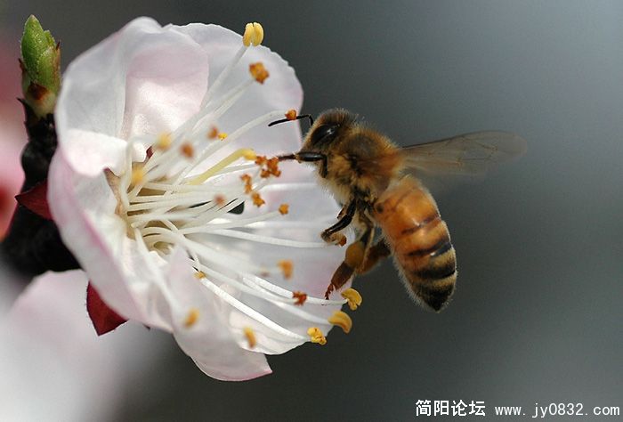蜜蜂翁翁叫08.jpg