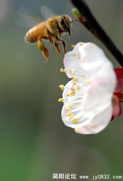 蜜蜂翁翁叫09pg.jpg