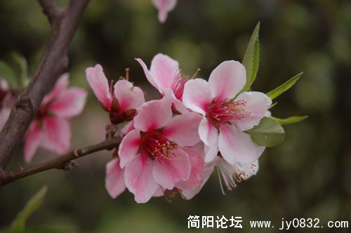 DSC_8795.JPG