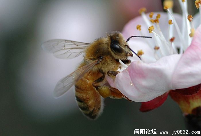 蜜蜂翁翁叫03pg.jpg
