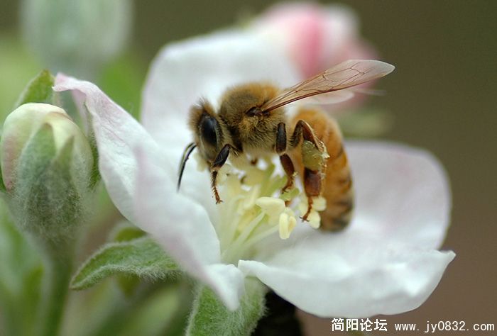 蜜蜂翁翁叫04g.jpg
