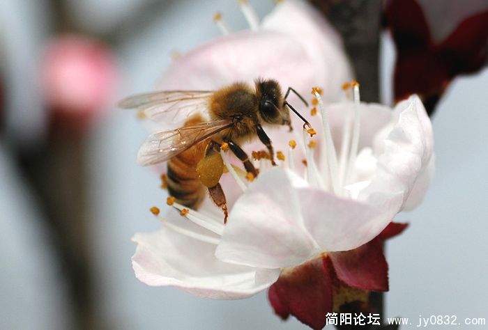 蜜蜂翁翁叫07.jpg