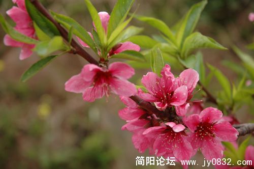 DSC_8809.JPG