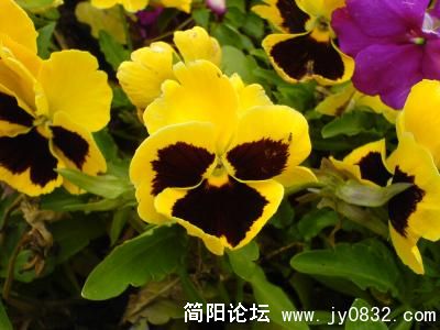 20080325_35ce463eb964d2ecfa9eXhPWgXXSrKWh.jpg