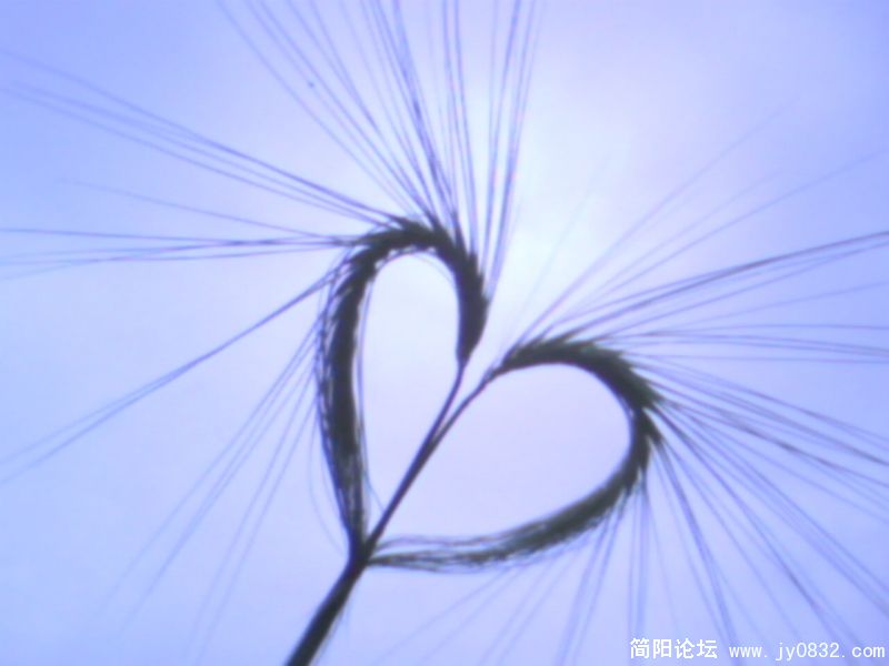 IMG0090A.jpg