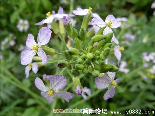 萝卜花
