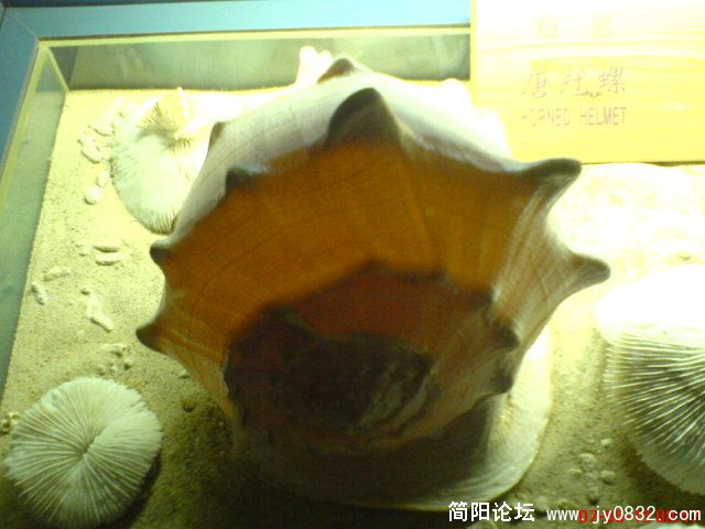 DSC00447.JPG