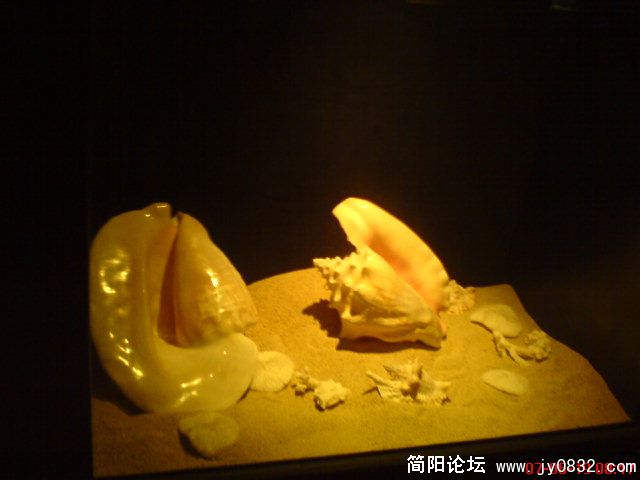 DSC00446.JPG