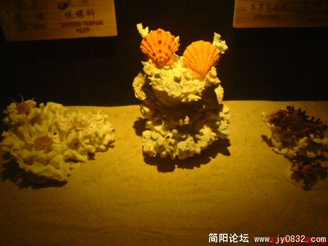 DSC00440.JPG