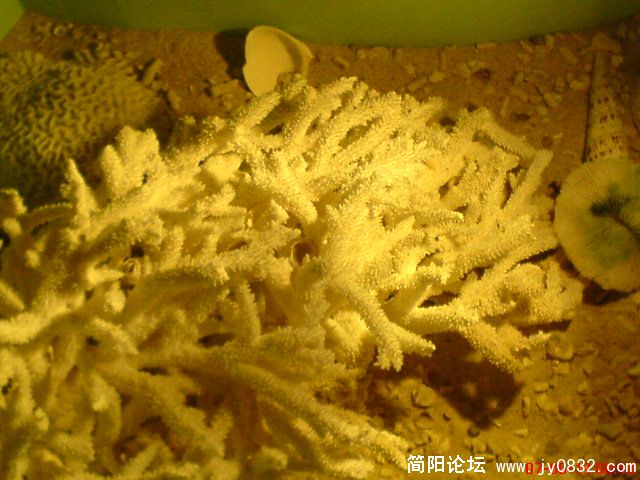 DSC00451.JPG