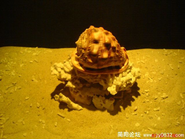 DSC00448.JPG