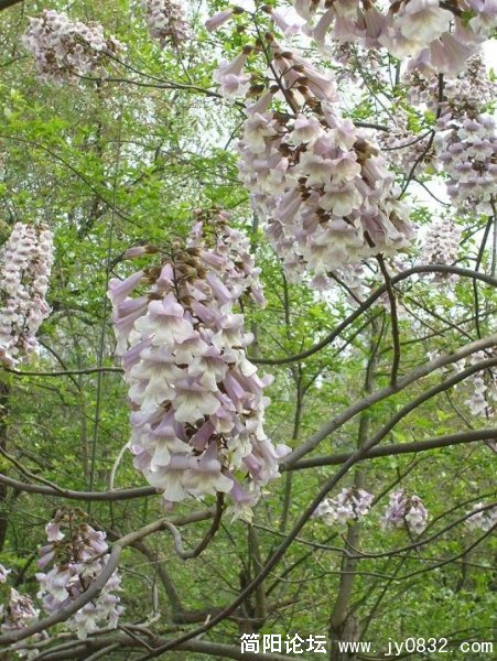 泡桐花开千重浪