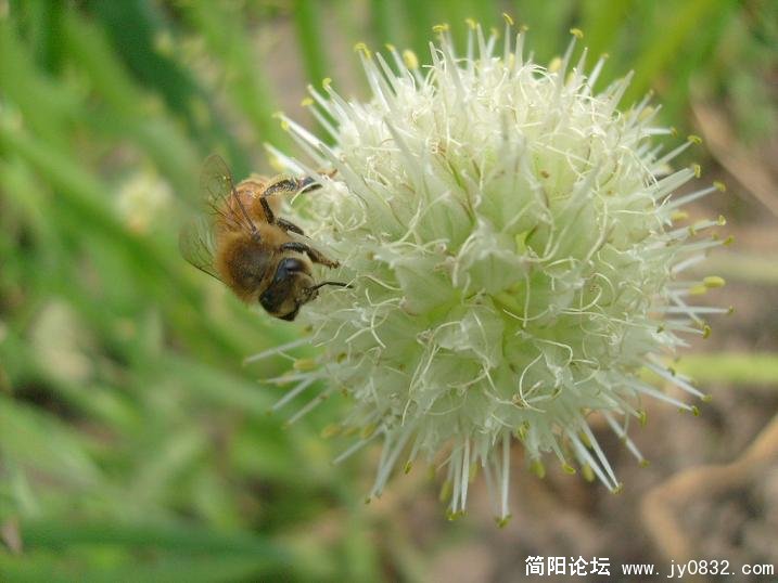 大葱花上的蜜蜂