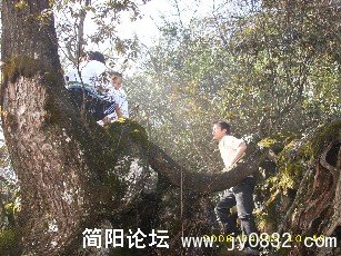 BigBull_DSCI0193.JPG