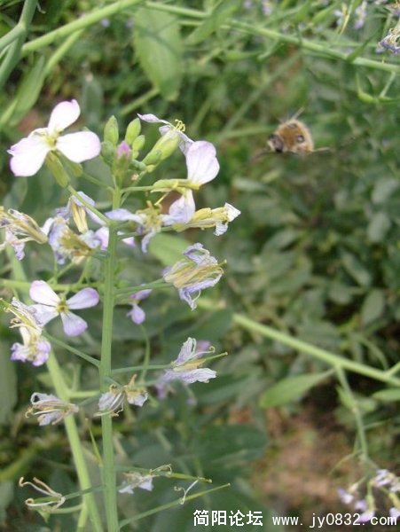 S7300031.JPG