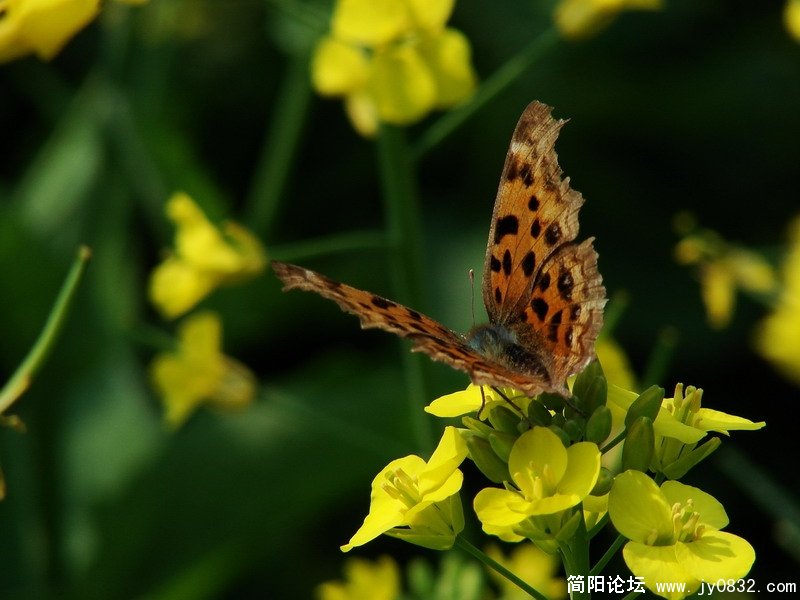 照片 137111.JPG