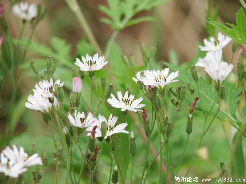 照片 57611.JPG