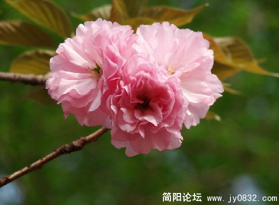 QQ截图未命名10.JPG
