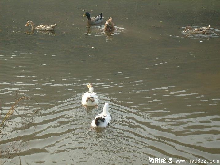 绛溪河的鸭子与鹅