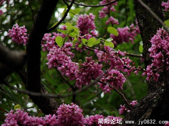 QQ截图未命名15.JPG
