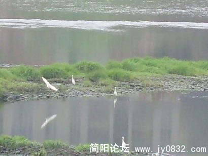 沱江河中的白鹭
