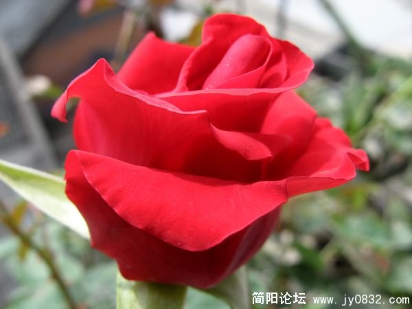 IMG_1610.jpg