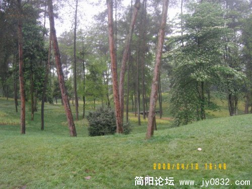 雨后的树林、草地，湿漉漉的，清新宜人。