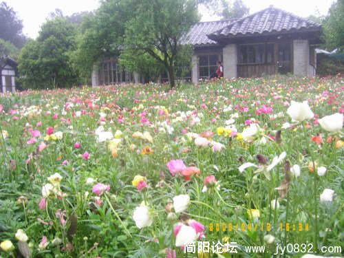繁花过后,残红犹在