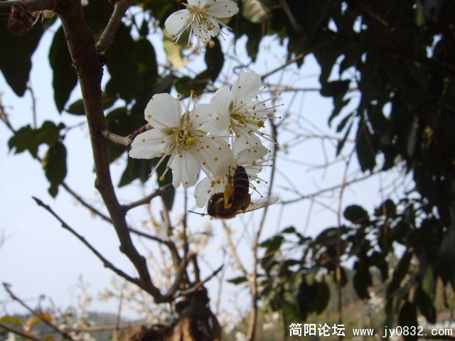 SUC54837.JPG