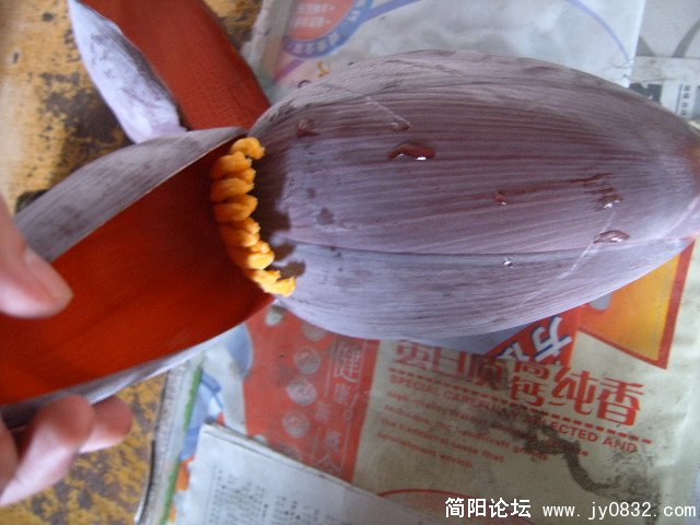 SUC54083.JPG