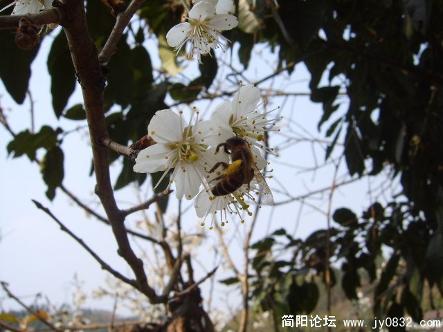 SUC54838.JPG